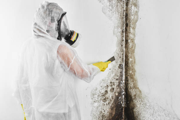 Best Office Mold Removal Services  in Perry, OK