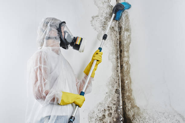 Best Residential Mold Removal  in Perry, OK