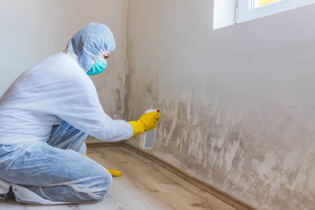 Mold Removal Process in Perry, OK