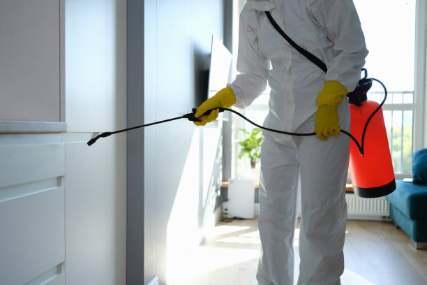 Best Local Mold Removal Service  in Perry, OK