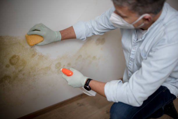 Best Professional Mold Removal  in Perry, OK