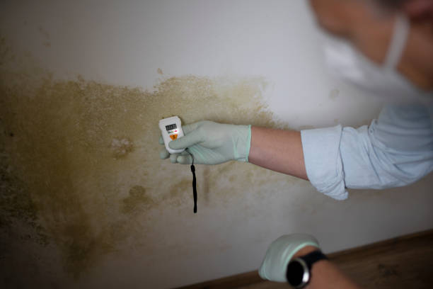 Trusted Perry, OK Mold Removal Experts