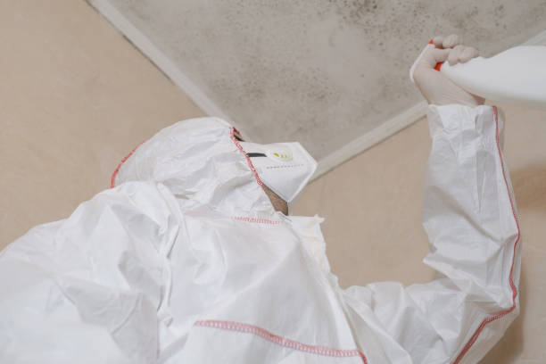 Trusted Perry, OK Mold Removal Experts