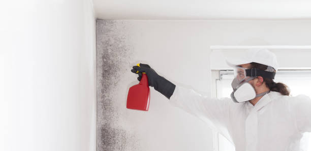 Best Certified Mold Removal  in Perry, OK