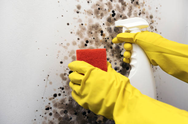 Best Same-Day Mold Removal  in Perry, OK