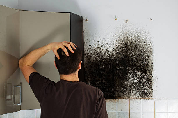 Best Fast Mold Removal  in Perry, OK