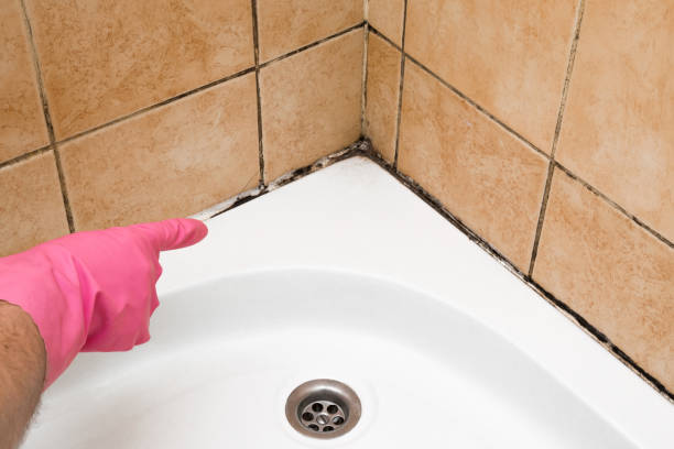 Best Black Mold Removal  in Perry, OK